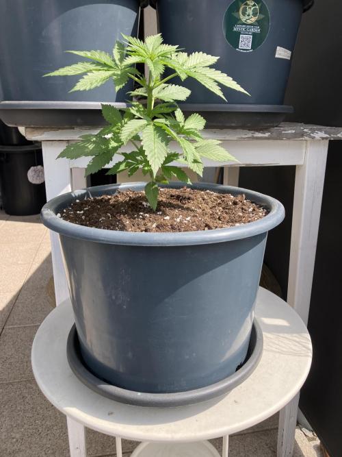 Auto Moon Rock. Week 2