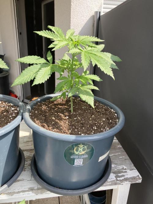 AFBERRY Purple City Genetics. Week 2