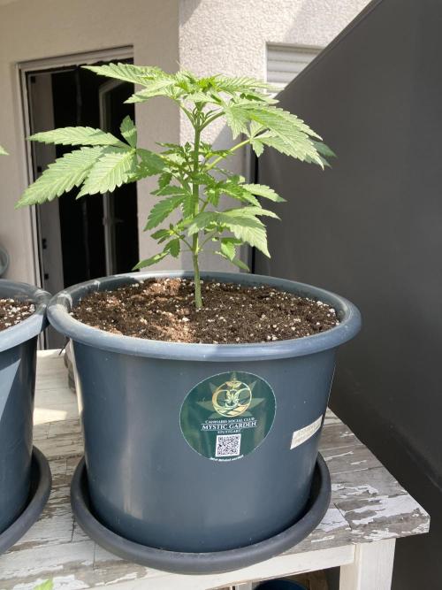 AFBERRY Purple City Genetics. Week 2