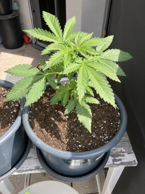 Afberry. Week 2