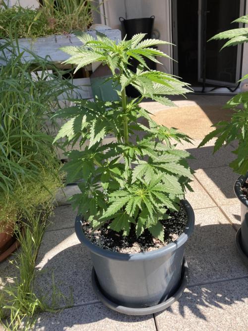 AUTO MOON ROCK Divine Seeds. Week 4