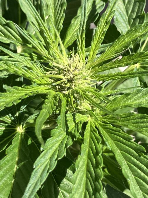 AUTO MOON ROCK Divine Seeds. Week 4
