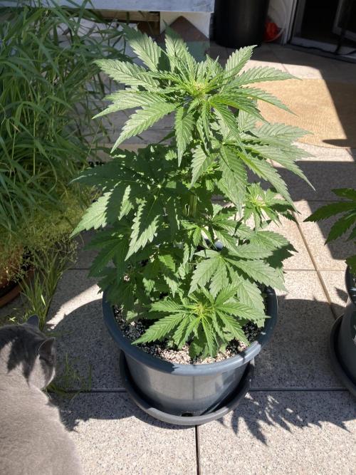 AUTO MOON ROCK Divine Seeds. Week 4