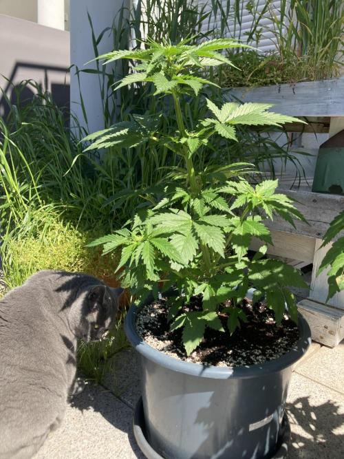 AUTO MOON ROCK Divine Seeds. Week 4