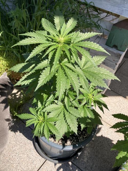Auto Moon Rock. Week 4