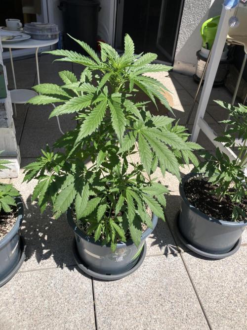 AFBERRY Purple City Genetics. Week 4