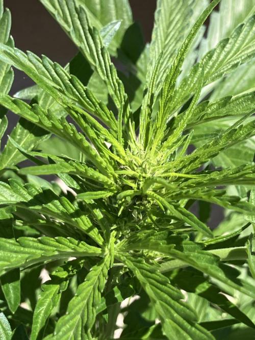 AFBERRY Purple City Genetics. Week 4