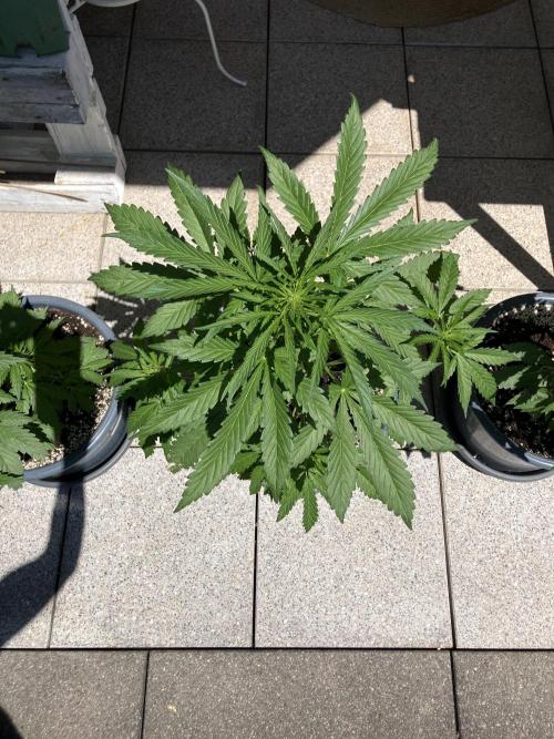 AFBERRY Purple City Genetics. Week 4
