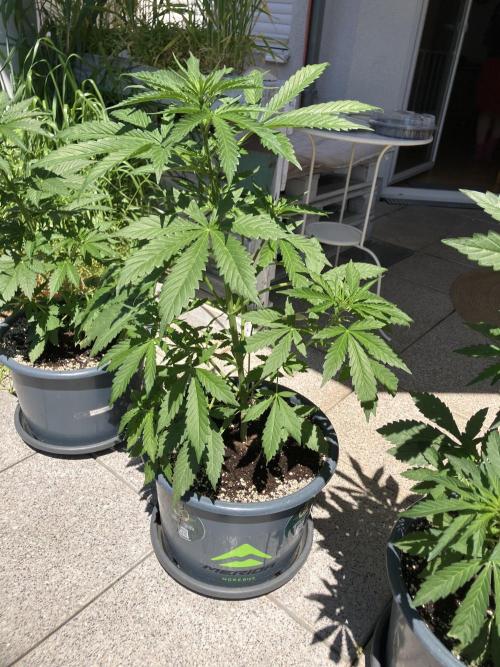 AFBERRY Purple City Genetics. Week 4