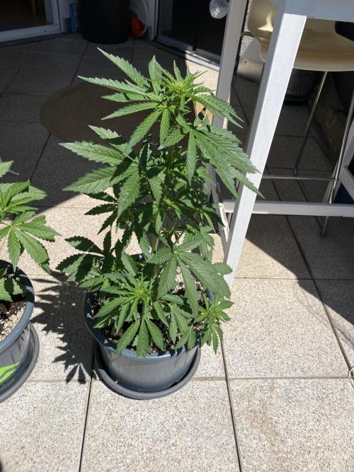 PERSIAN MULBERRY Purple City Genetics. Week 4