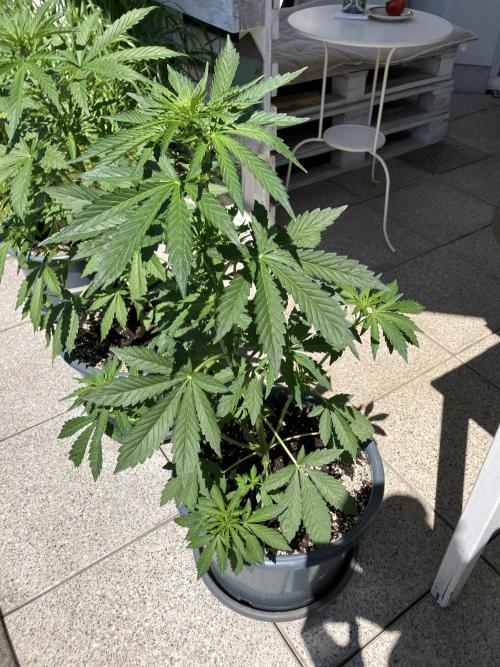 PERSIAN MULBERRY Purple City Genetics. Week 4