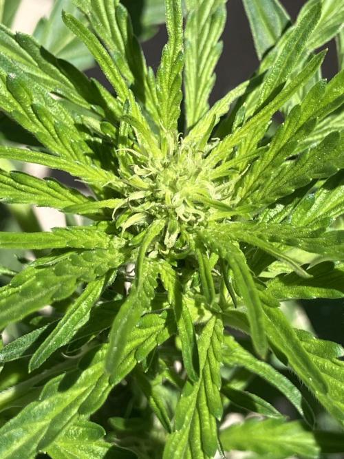 PERSIAN MULBERRY Purple City Genetics. Week 4