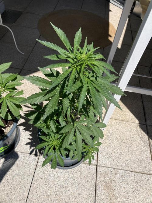 PERSIAN MULBERRY Purple City Genetics. Week 4