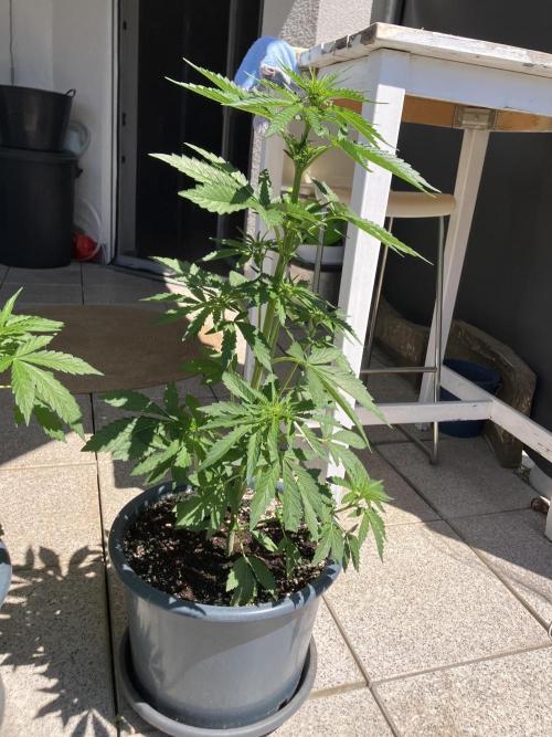 PERSIAN MULBERRY Purple City Genetics. Week 4
