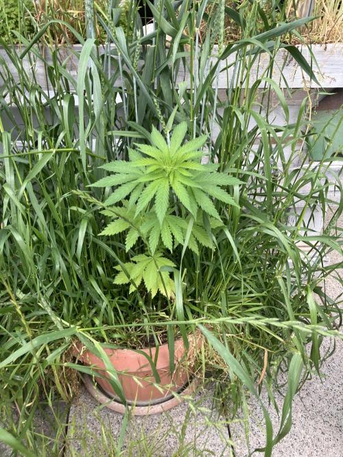 BLUE CHEESE Divine Seeds. Week 4