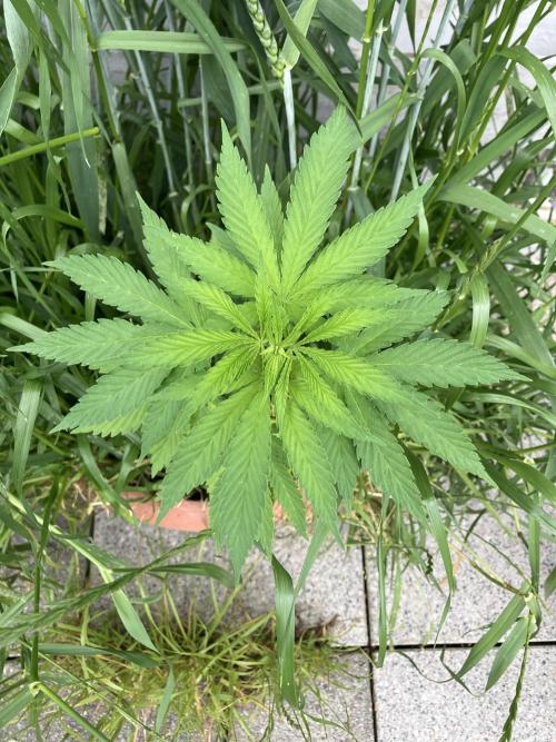 BLUE CHEESE Divine Seeds. Week 4