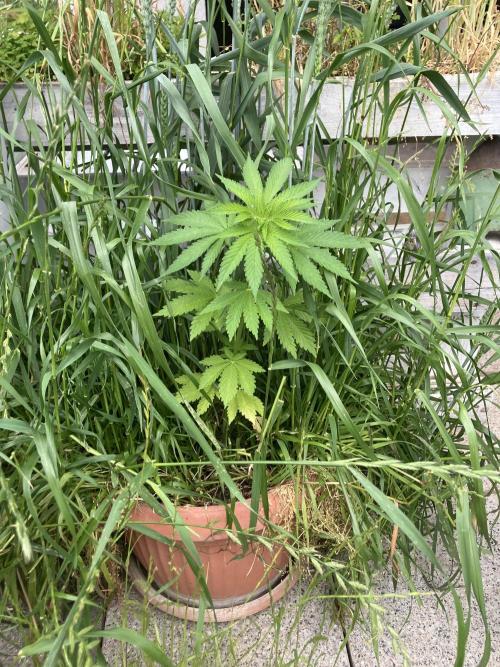 BLUE CHEESE Divine Seeds. Week 4