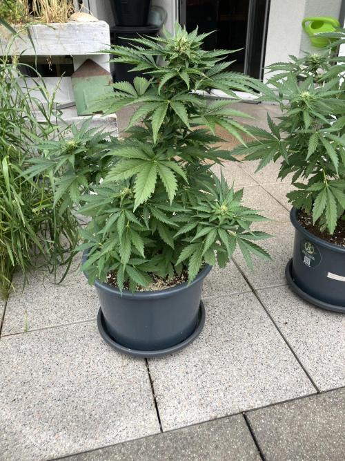 AUTO MOON ROCK Divine Seeds. Week 5