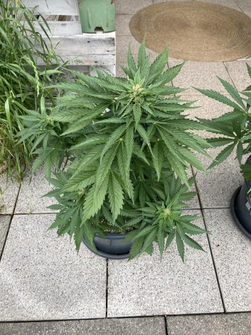 AUTO MOON ROCK Divine Seeds. Week 5