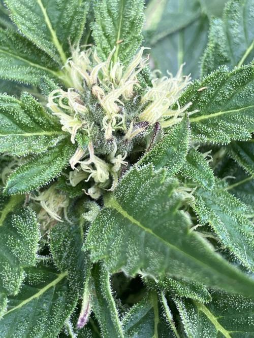 AUTO MOON ROCK Divine Seeds. Week 5