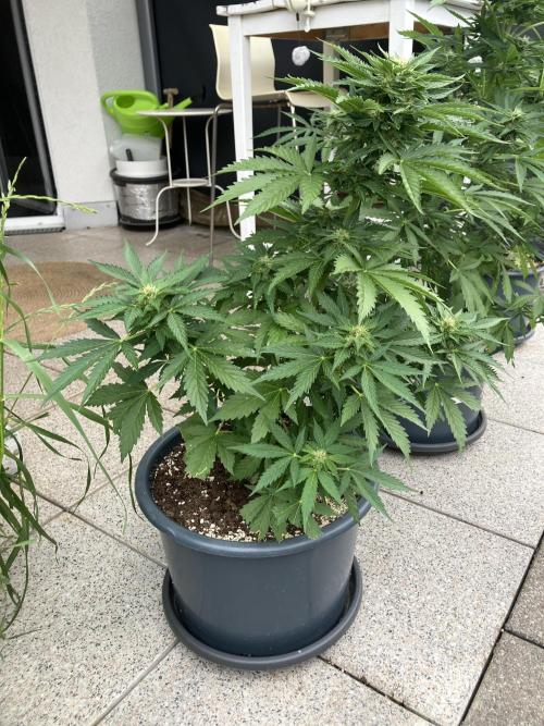 AUTO MOON ROCK Divine Seeds. Week 5