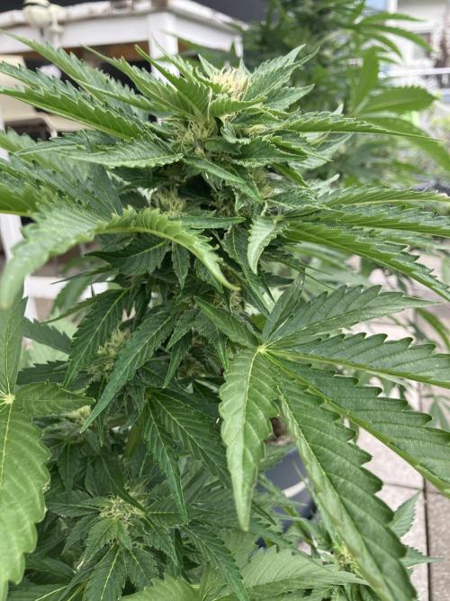 AUTO MOON ROCK Divine Seeds. Week 5