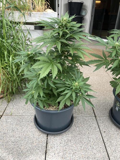 AUTO MOON ROCK Divine Seeds. Week 5