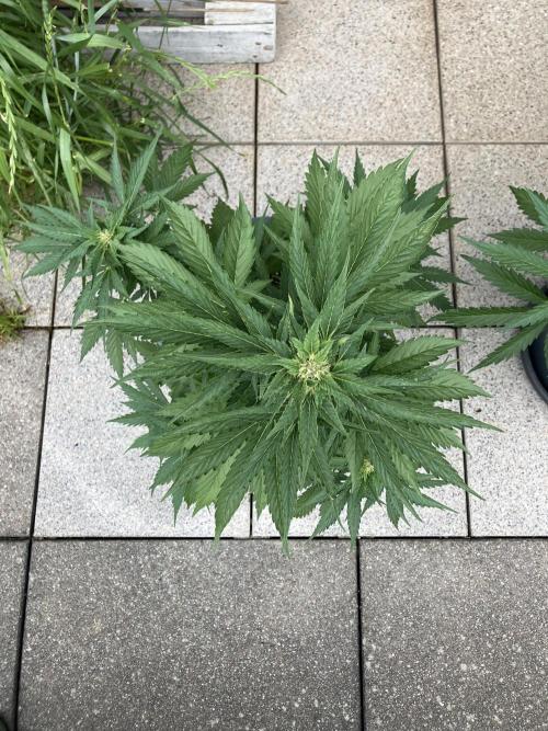 Auto Moon Rock. Week 5
