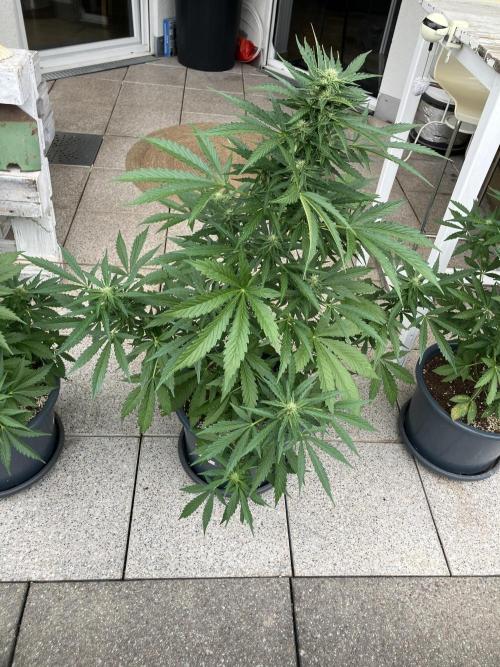 AFBERRY Purple City Genetics. Week 5