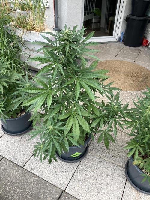 AFBERRY Purple City Genetics. Week 5