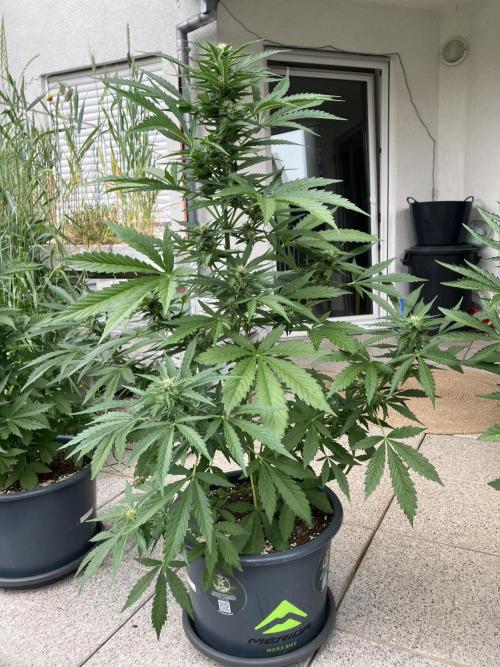AFBERRY Purple City Genetics. Week 5