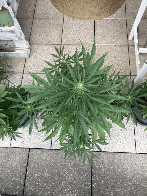AFBERRY Purple City Genetics. Week 5