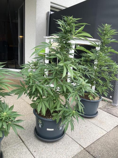 AFBERRY Purple City Genetics. Week 5
