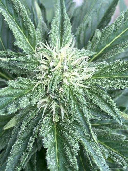 Afberry. Week 5