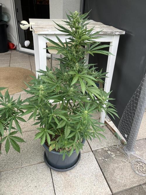 PERSIAN MULBERRY Purple City Genetics. Week 5