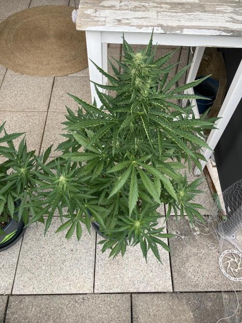PERSIAN MULBERRY Purple City Genetics. Week 5