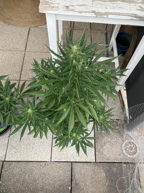 PERSIAN MULBERRY Purple City Genetics. Week 5