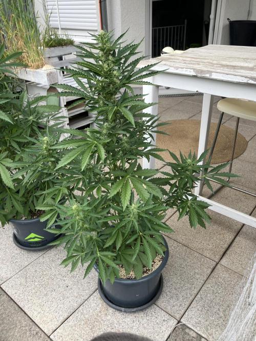 PERSIAN MULBERRY Purple City Genetics. Week 5