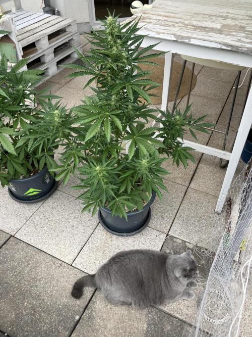PERSIAN MULBERRY Purple City Genetics. Week 5