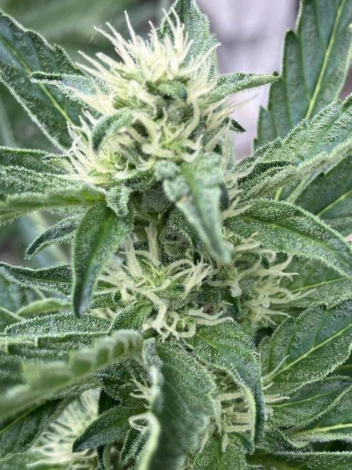 PERSIAN MULBERRY Purple City Genetics. Week 5