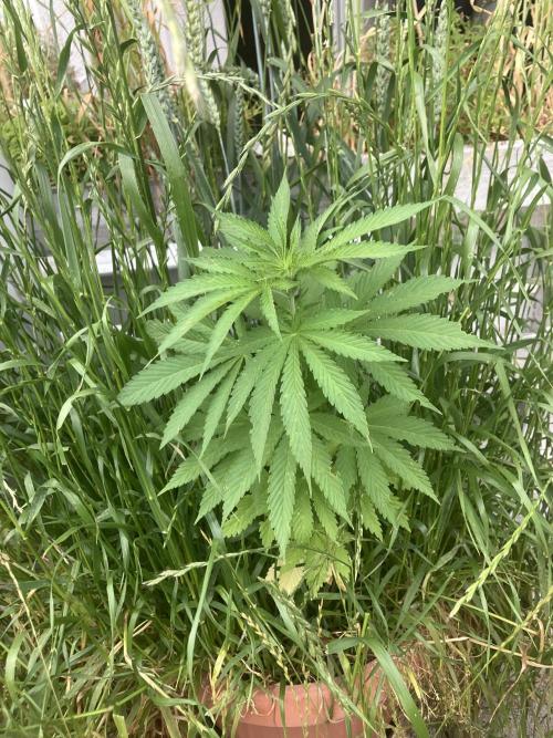 BLUE CHEESE Divine Seeds. Week 7