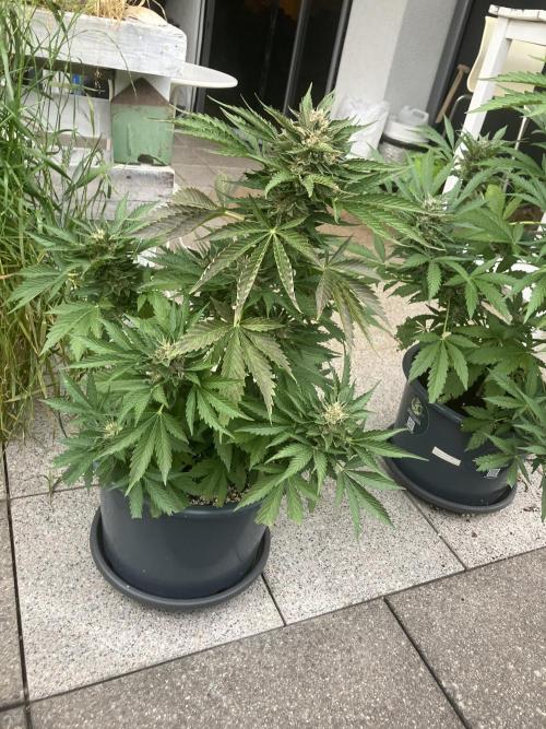 AUTO MOON ROCK Divine Seeds. Week 8