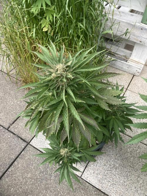 AUTO MOON ROCK Divine Seeds. Week 8