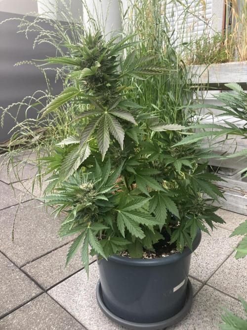 AUTO MOON ROCK Divine Seeds. Week 8