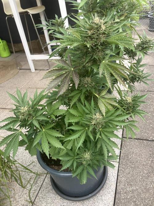 AUTO MOON ROCK Divine Seeds. Week 8