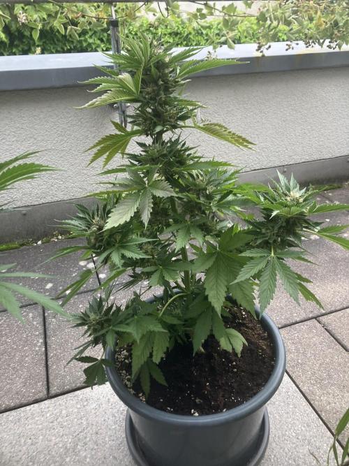 AUTO MOON ROCK Divine Seeds. Week 8