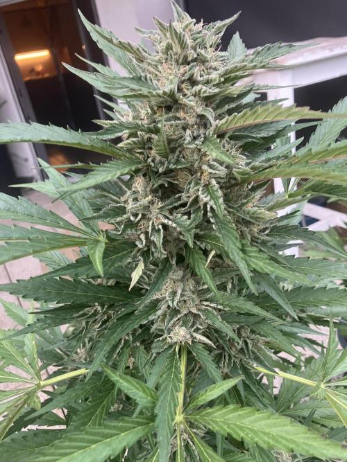 AFBERRY Purple City Genetics. Week 8