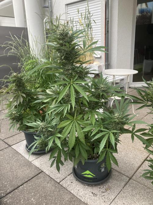 AFBERRY Purple City Genetics. Week 8