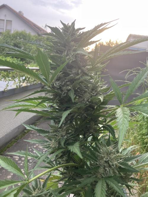 AFBERRY Purple City Genetics. Week 8
