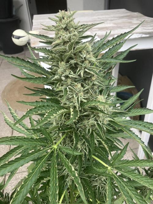 PERSIAN MULBERRY Purple City Genetics. Week 8